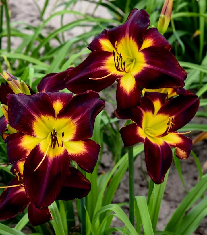 Hemerocallis Rainbow Rhythm 'Persian Ruby'