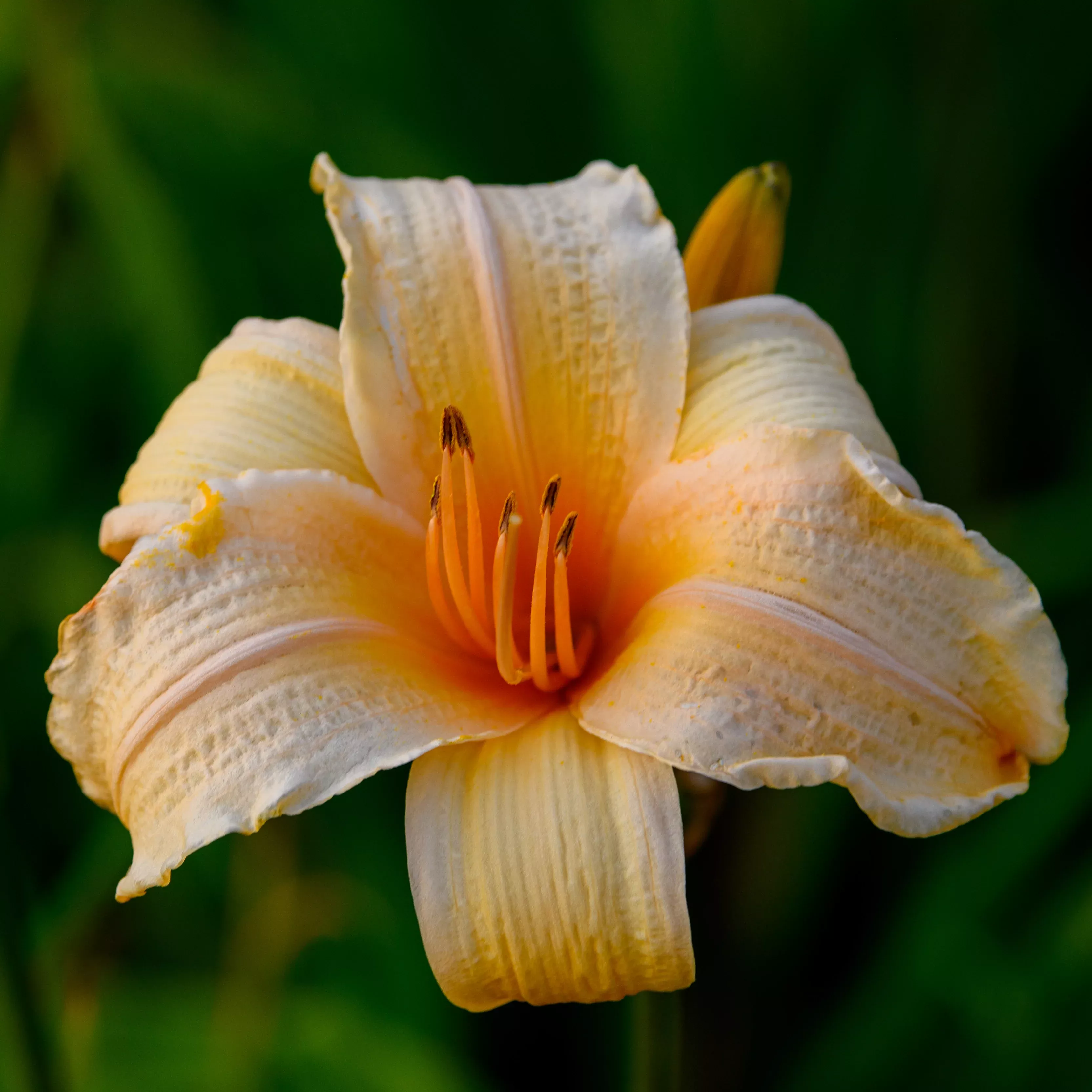 Hemerocallis 'Ruffled Apricot' (Daylily)