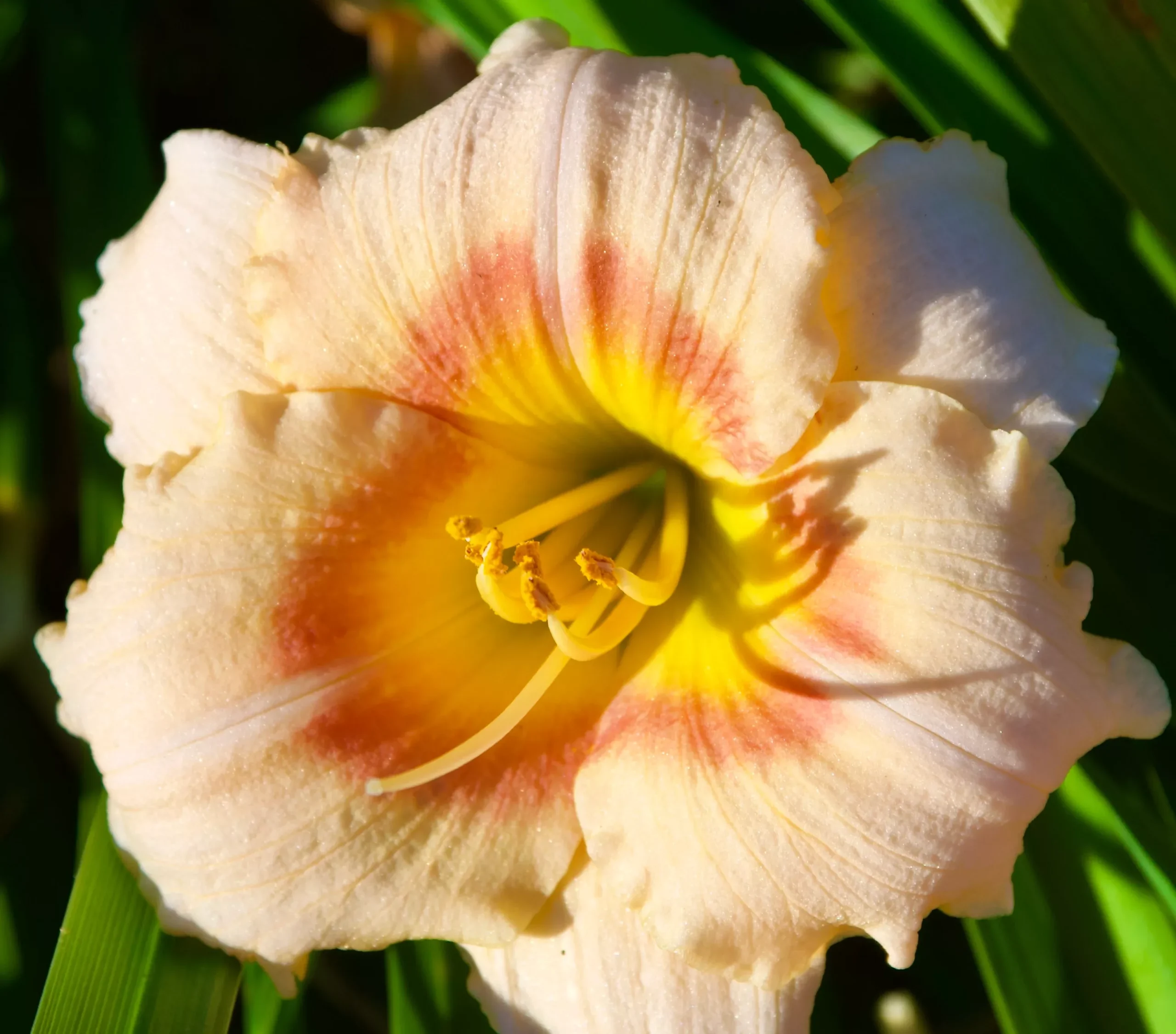 Hemerocallis 'Siloam Ethel Smith' (Daylily)