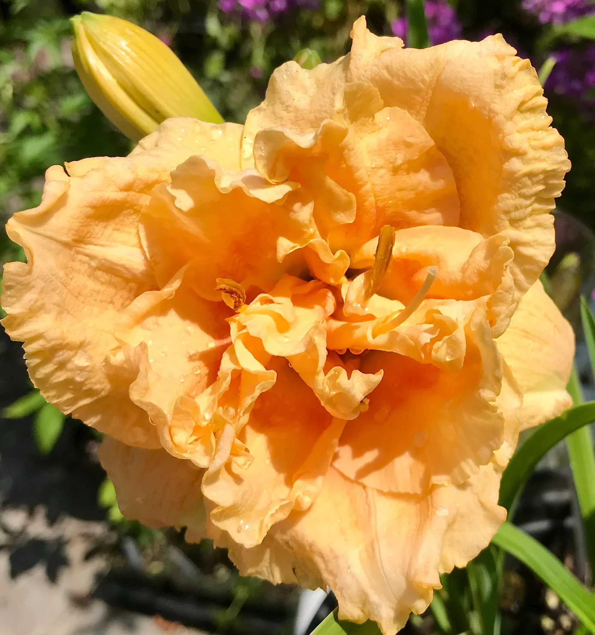 Hemerocallis 'Siloam Peony Display' (Daylily)