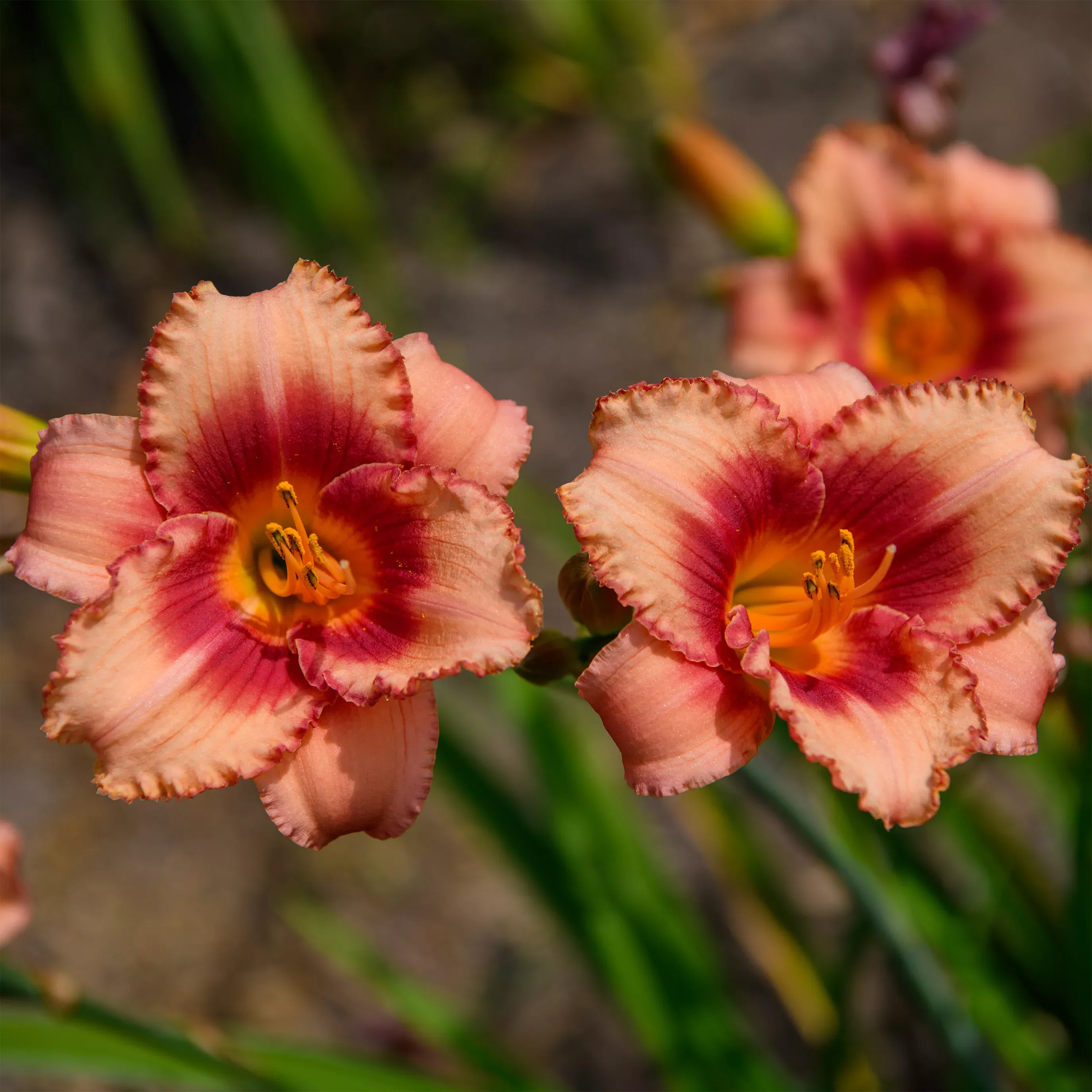 Hemerocallis 'Strawberry Candy' (Daylily)