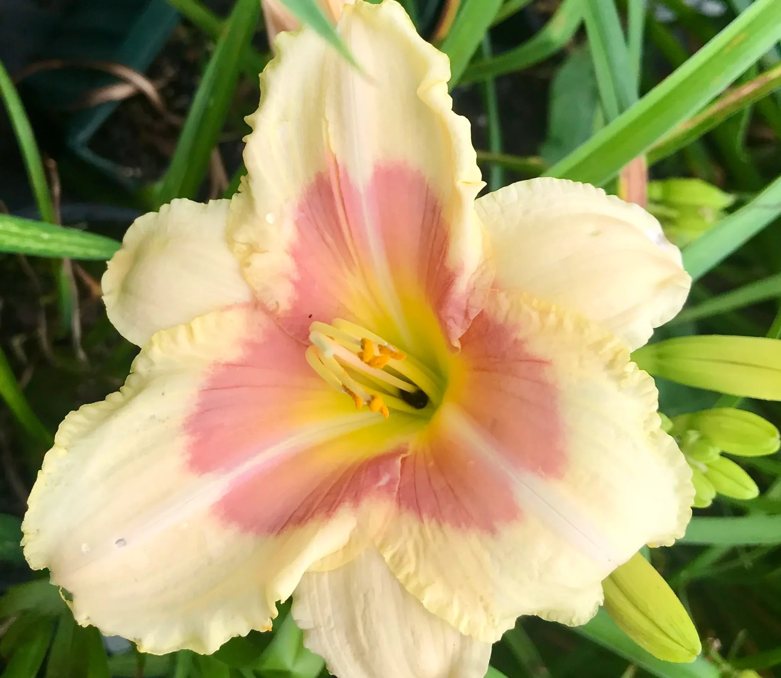 Hemerocallis 'When my Sweetheart Returns' (Daylily)