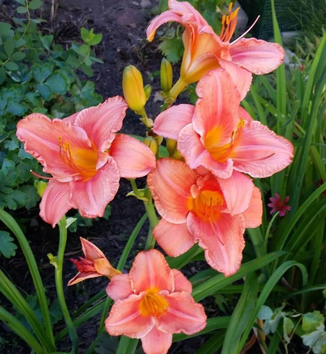 Hemerocallis 'Yvon Cleroux'