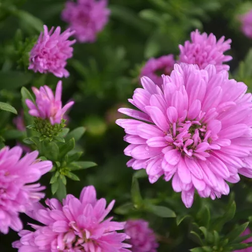 Henry III Pink' Aster