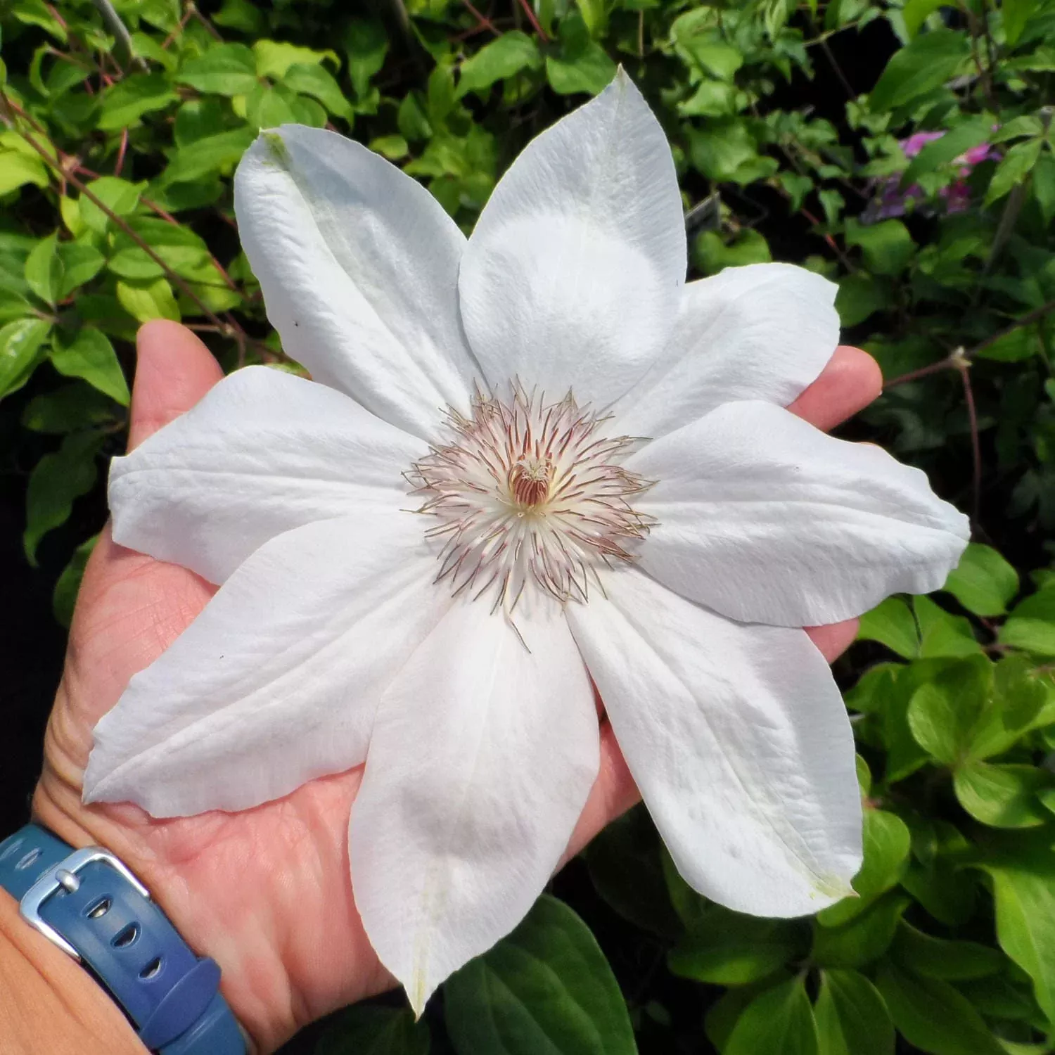 Henryi Clematis