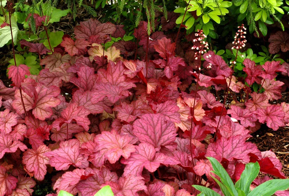 Heuchera Berry Smoothie - Coral Bells