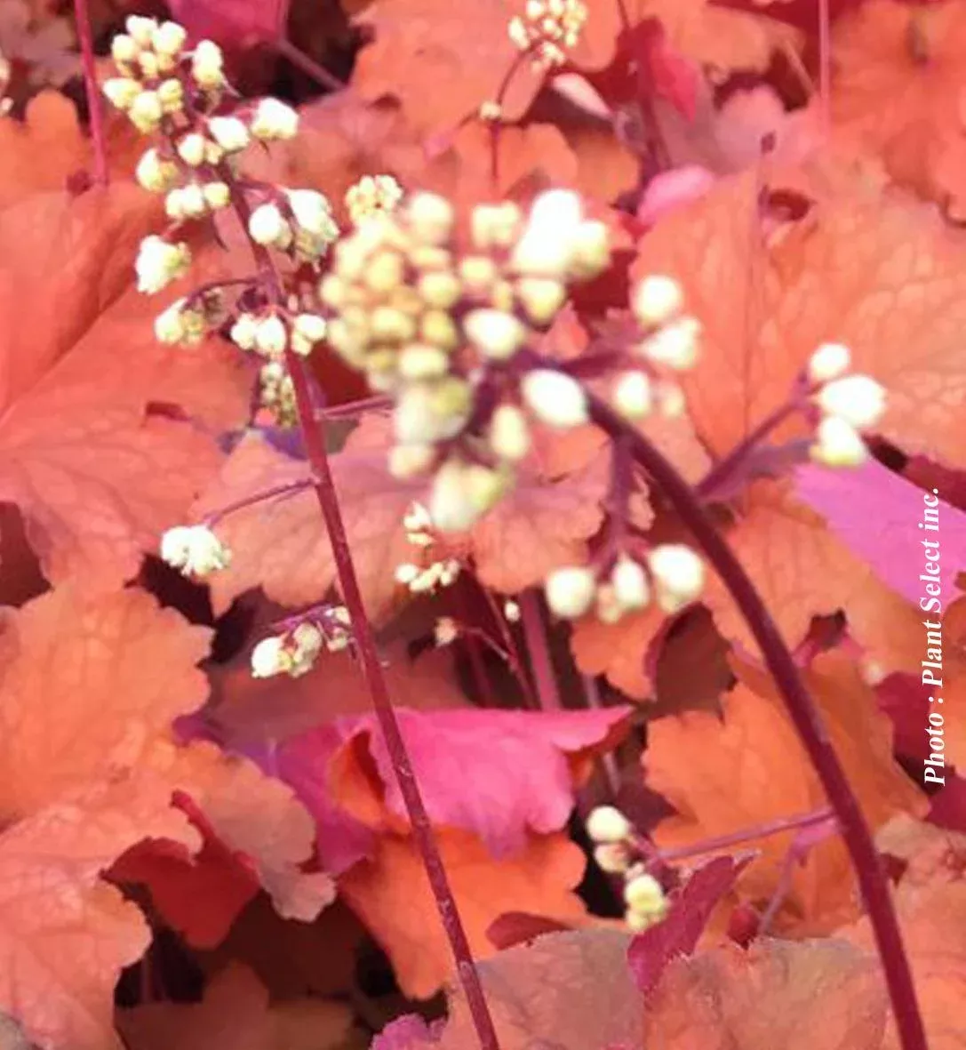 Heuchera City™ 'Rio'