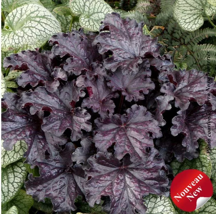 Heuchera Forever 'Midnight'