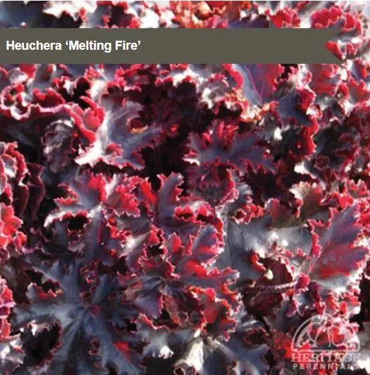 Heuchera 'Melting Fire'