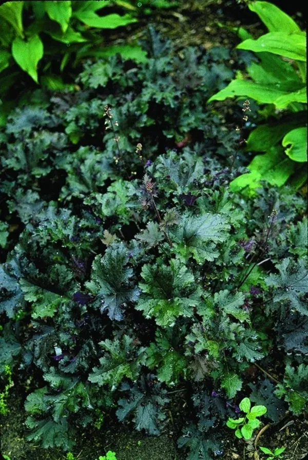 Heuchera 'Purple Petticoats' EU 5885