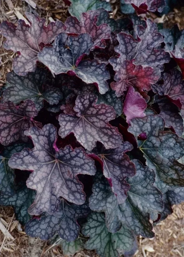Heuchera 'Velvet Knight'