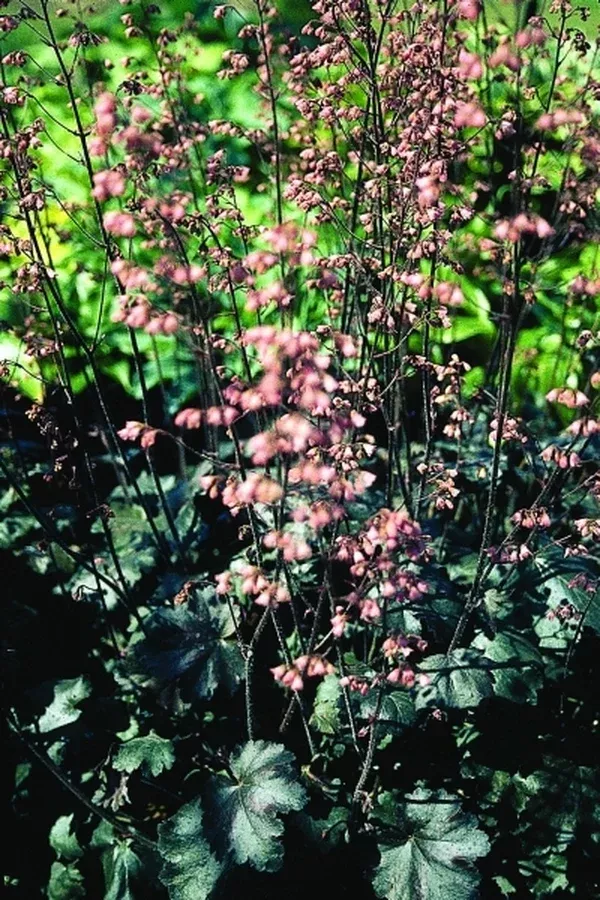 Heuchera 'Vesuvius' PP 13215