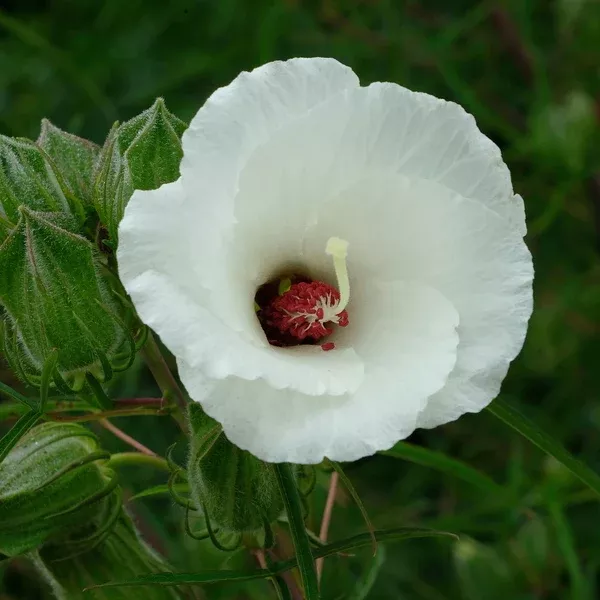 Hibiscus dasycalyx