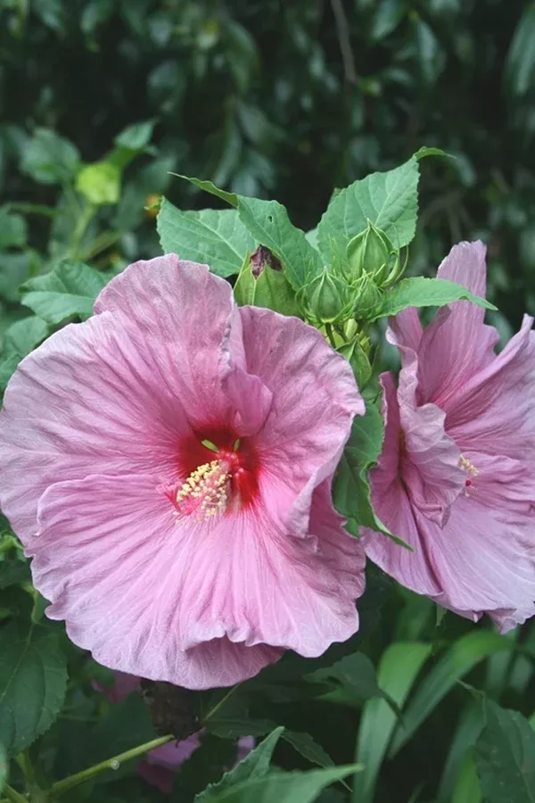 Hibiscus 'Fantasia'
