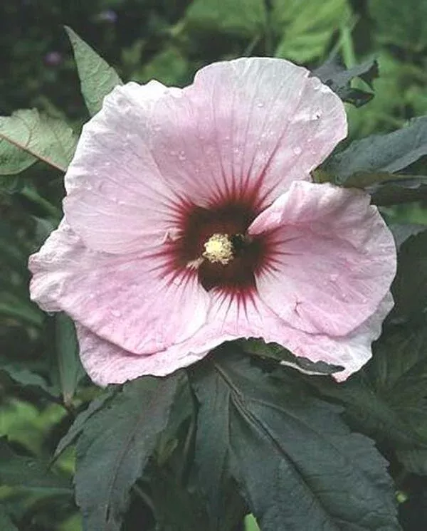 Hibiscus 'Kopper King' PP 10,793