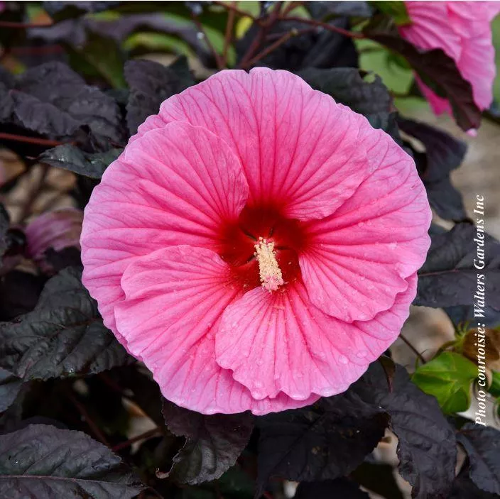 Hibiscus Summerific 'Edge of Night'