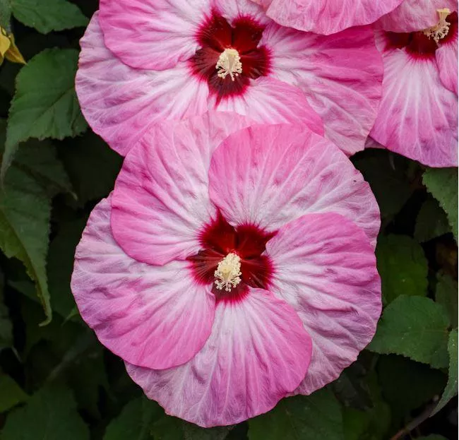 Hibiscus Summerific 'Spinderella'