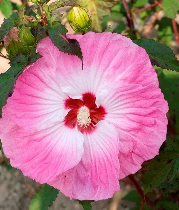 Hibiscus 'Tie Dye' PP 24,078