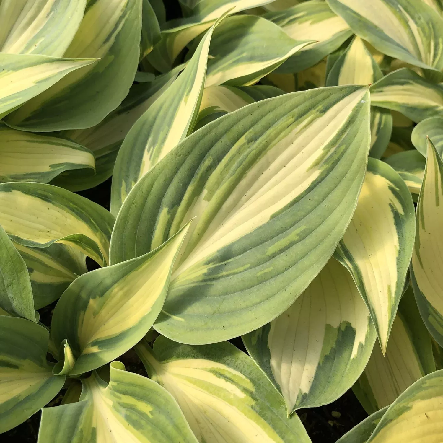 'High Society' Hosta