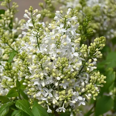 Holger Lilac