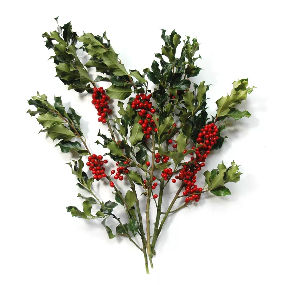 Holly - Green
