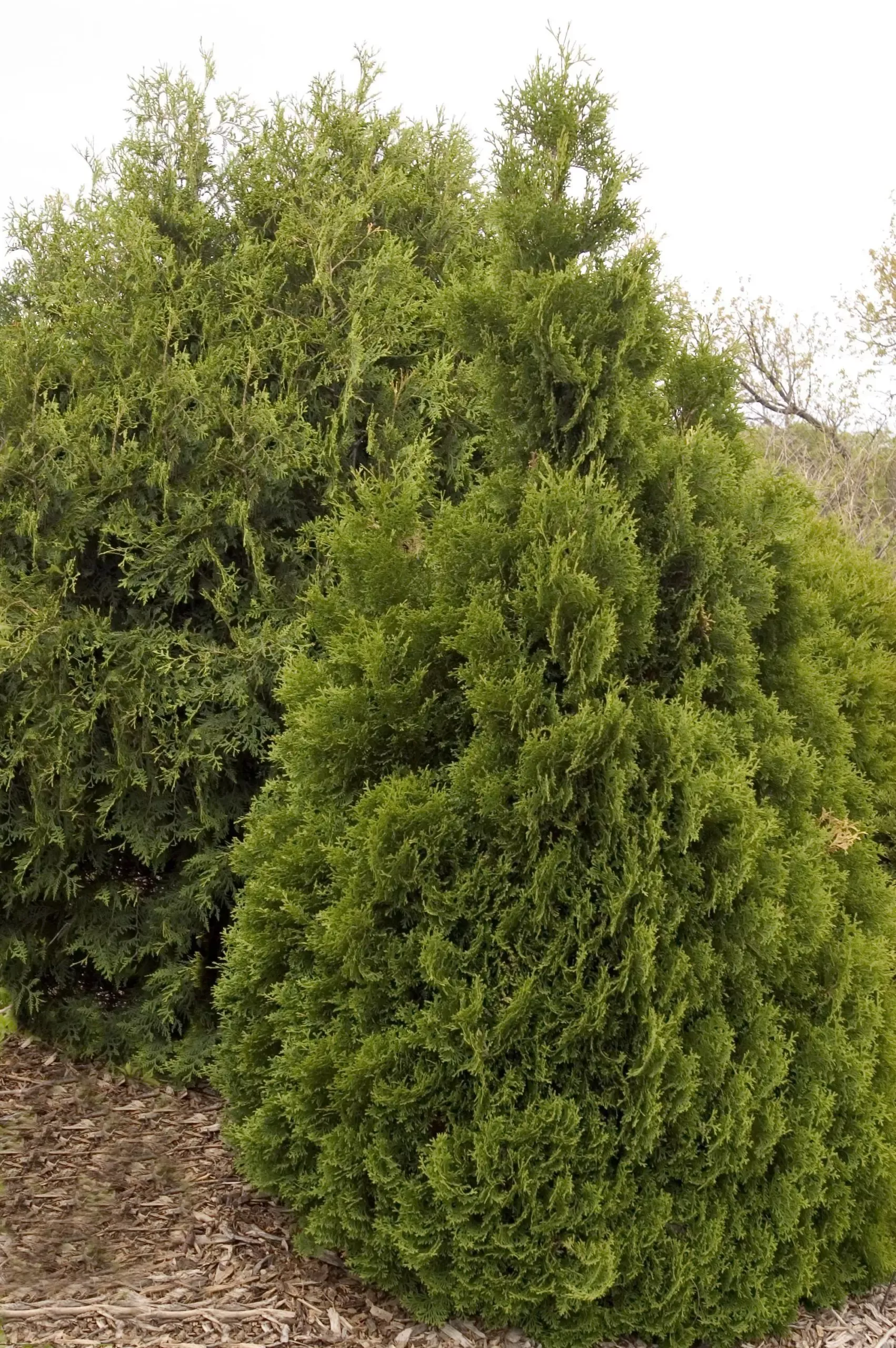 Holmstrup Arborvitae