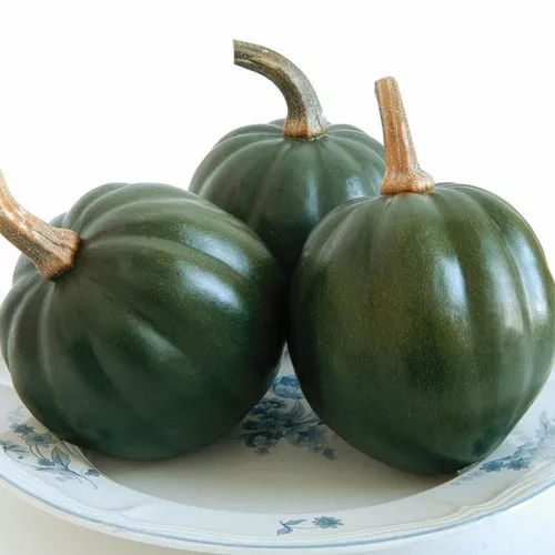 Honey Bear Acorn Squash Plant