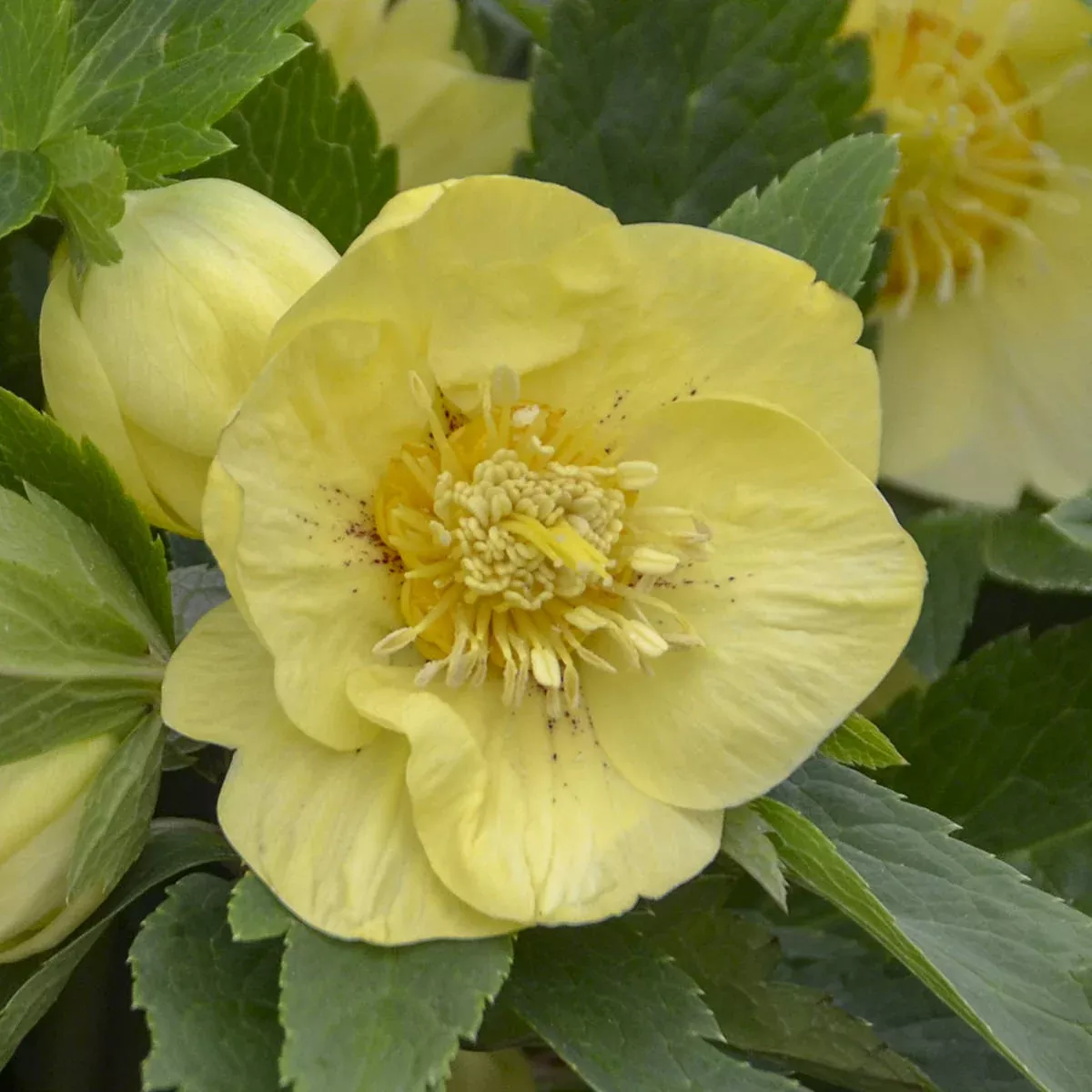Honeymoon 'California Dreaming' Lenten Rose (Helleborus)