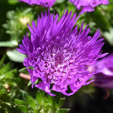 Honeysong Purple Stokes Aster