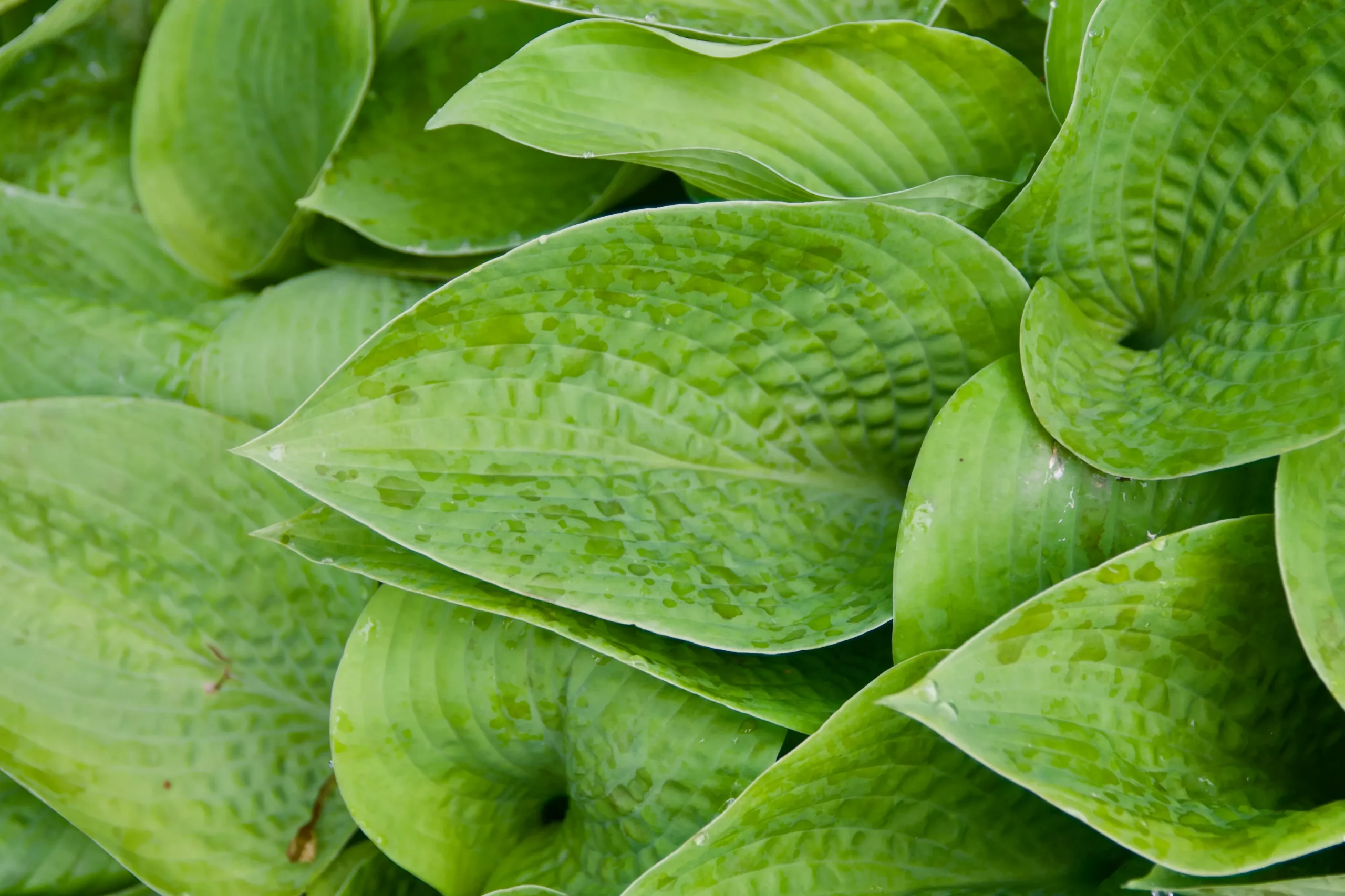 Hosta 'Abiqua Recluse'