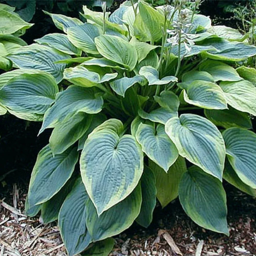 Hosta 'Alvatine Taylor'