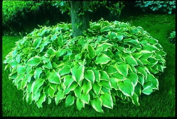 Hosta 'Antioch'