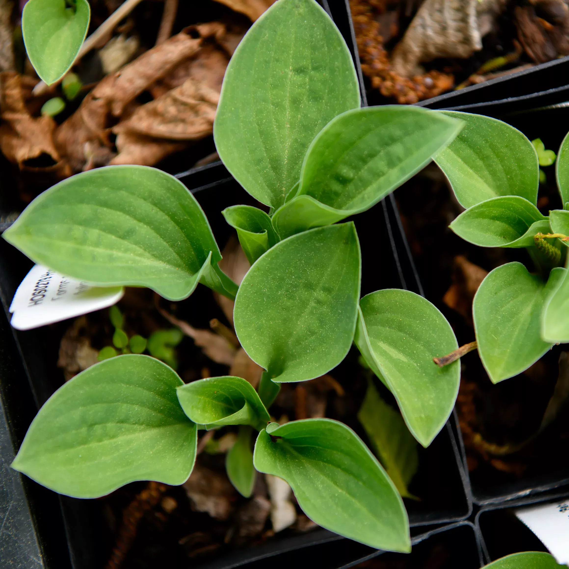 Hosta 'Baby Bunting'