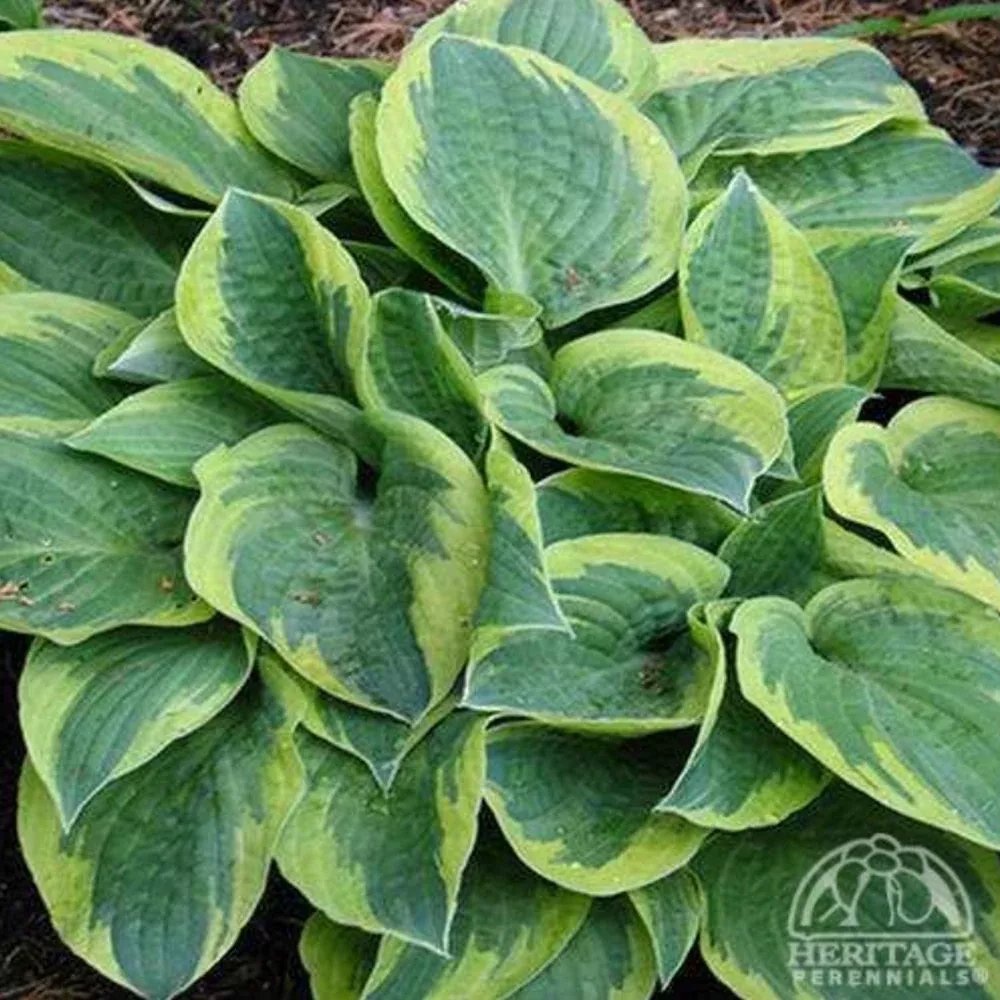 Hosta 'Bedazzled'