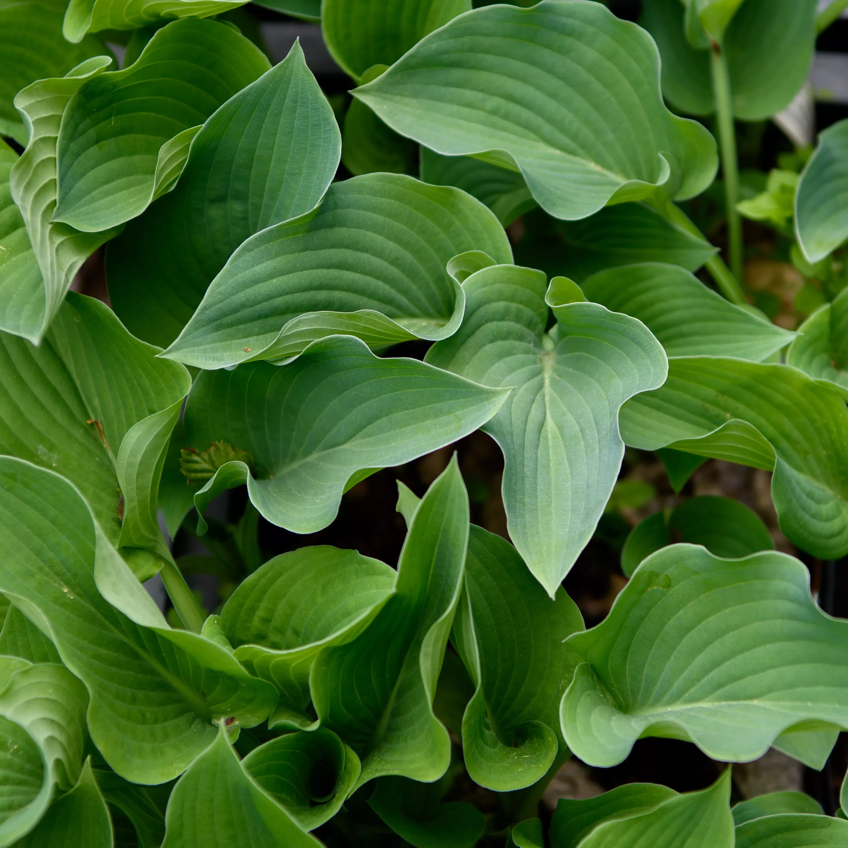 Hosta 'Blue Boy'