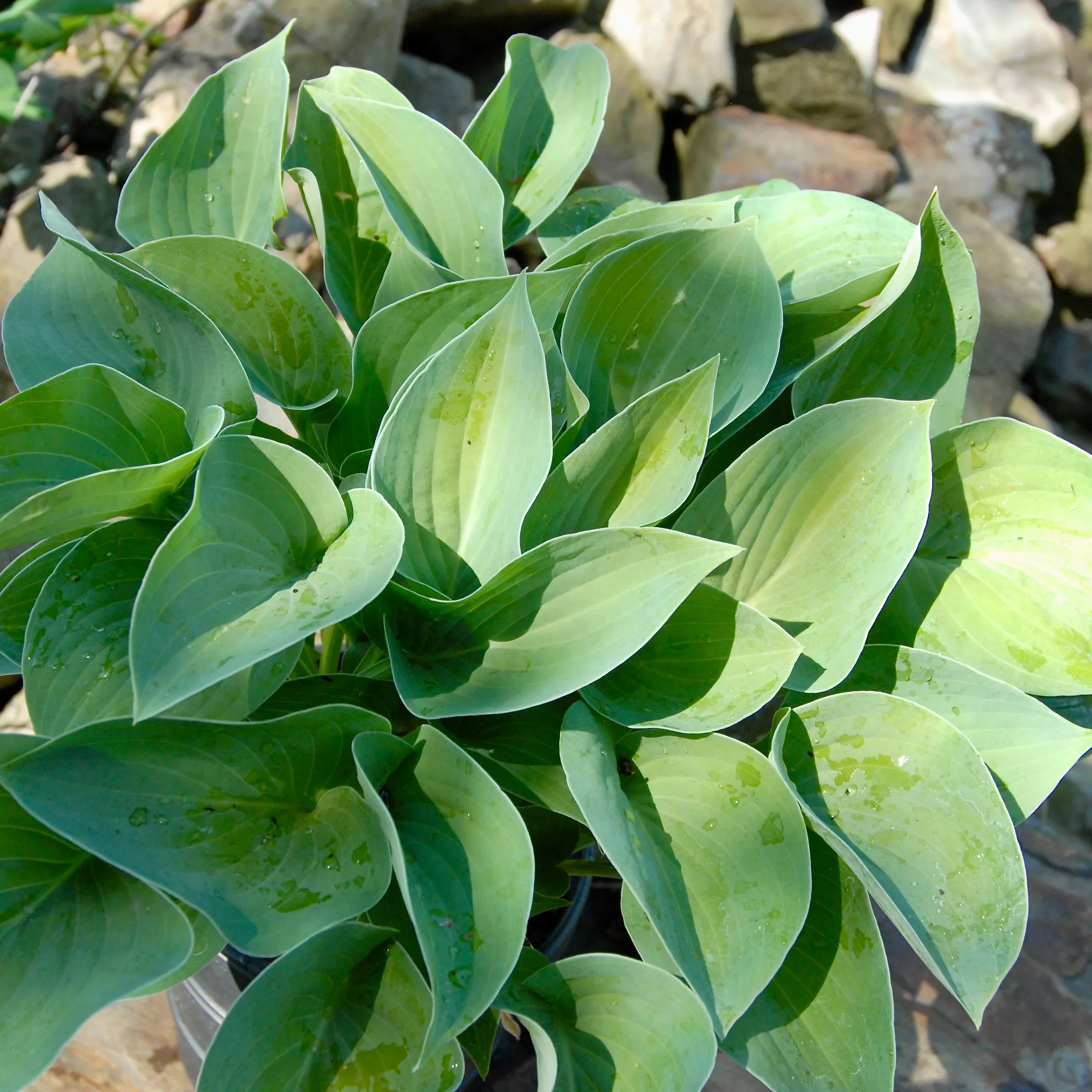 Hosta 'Blue Cadet'