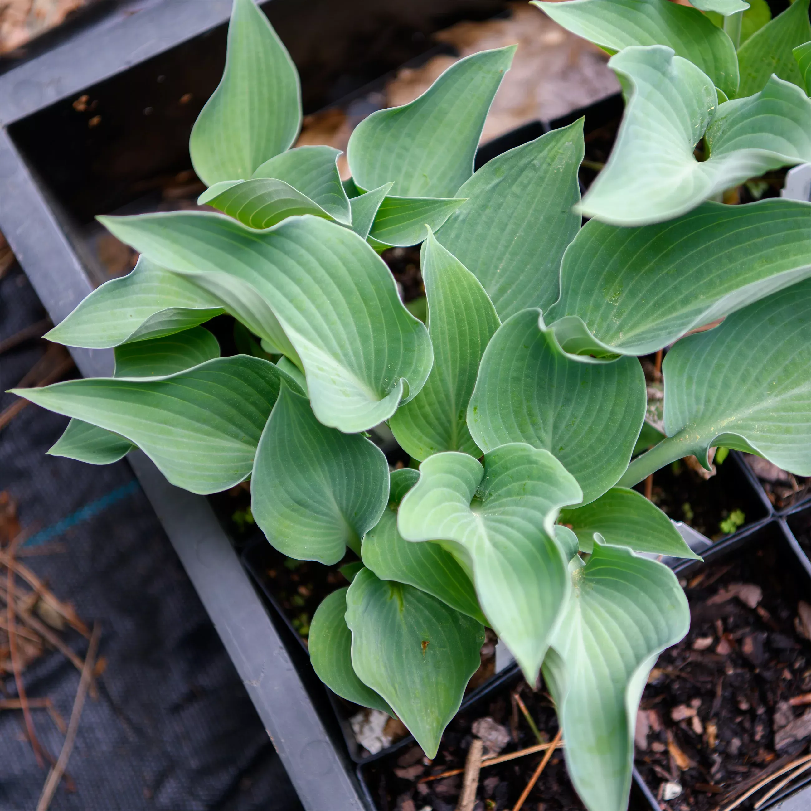 Hosta 'Blue Dimples'