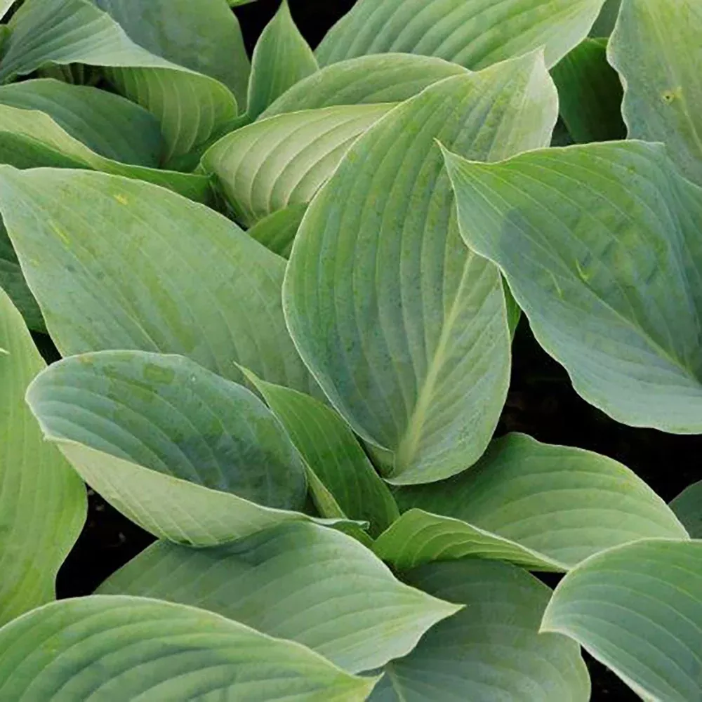 Hosta 'Blue Mammoth'
