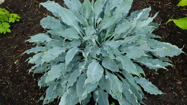Hosta 'Blue Ruffles'