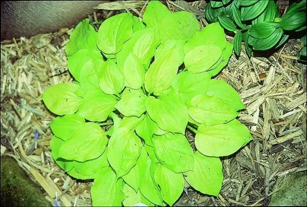 Hosta 'Cheatin Heart'