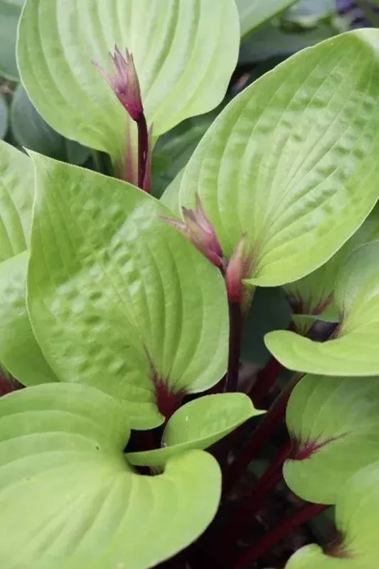 Hosta ‘Cherry Cheesecake’ Live Plant – Perennial Shade Plant – 5.25″ Pot