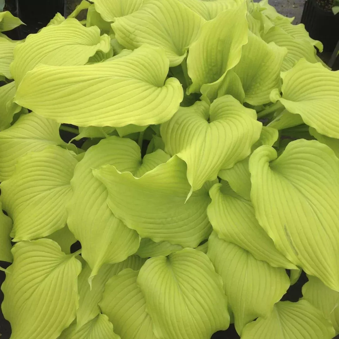 Hosta Dancing Queen