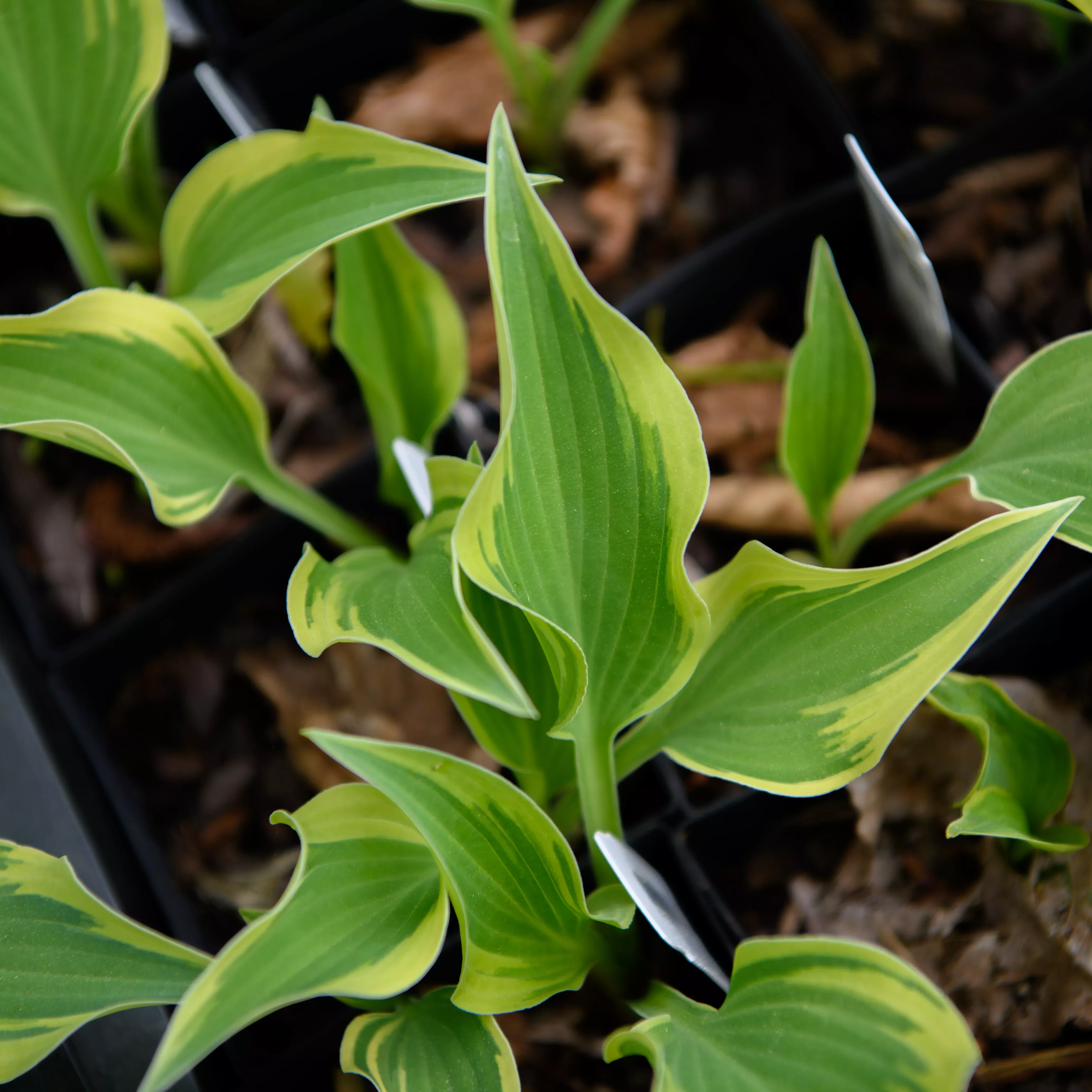 Hosta 'Dark Star'