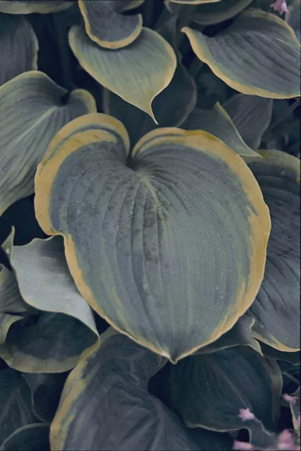 Hosta 'Day's End'