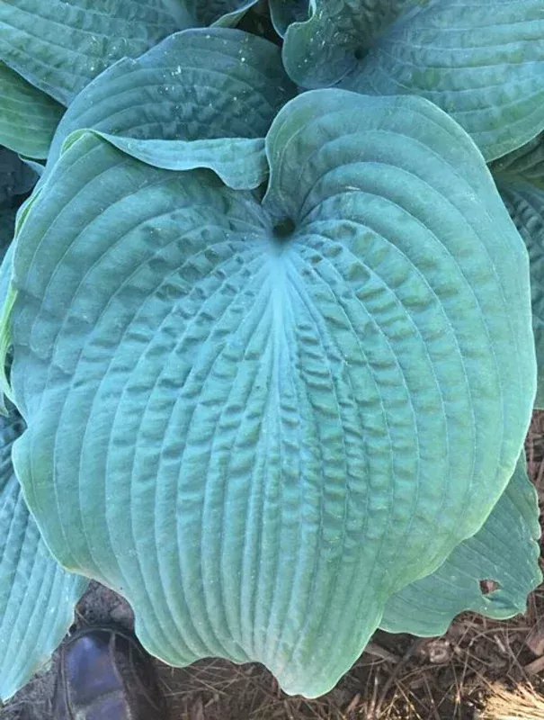 Hosta Epic Blue Wave Live Plant – 5.25″ Pot Perennial Shade Plant