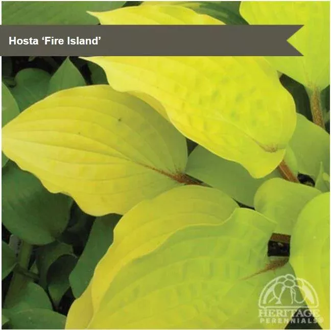 Hosta 'Fire Island'