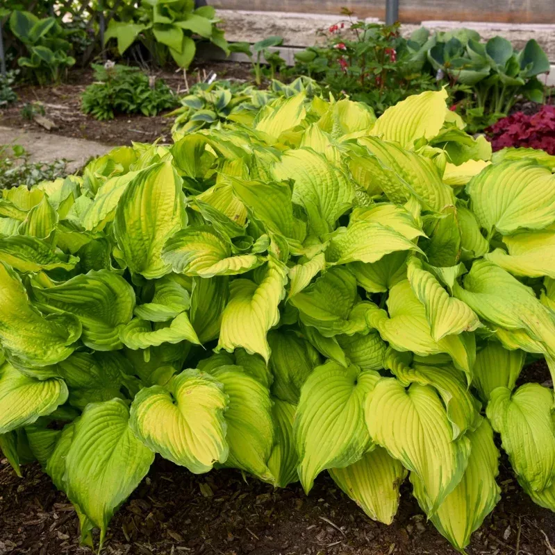 Hosta First Dance Live Plant – Perennial Shade Plant – 5.25 inch Pot