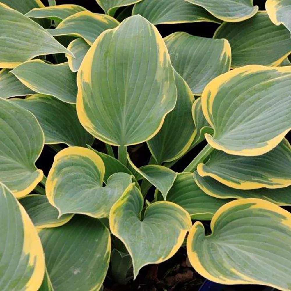 Hosta `First Frost`