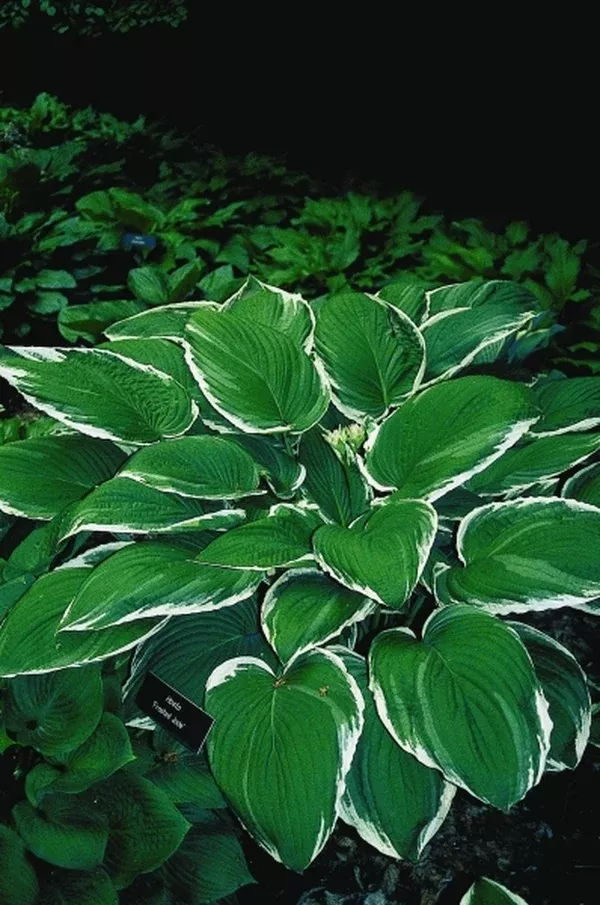Hosta 'Frosted Jade'