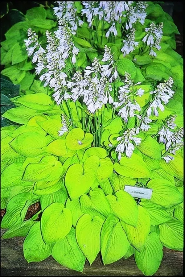 Hosta 'Gold Edger'